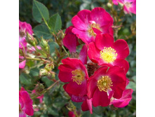 Rosa miniature Lupo.jpg