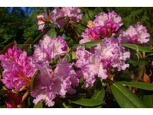 Rhododendron yakushimanum Caroline Allbrook ����������� ������������ ������� ������� -25�C 5 ltr 20-25 € 16,37 1 228,05�..jpg