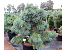 ����� Pinus x schwerinii Wiethorst-�1,5-403,50