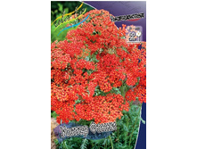 62,35���. ������������� ������ �����(�������� ���� �� 2 ��., ����������� ����� 1��.).jpg