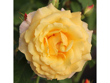 Rosa park Postillion.jpg