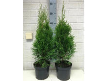 ��� smaragd c2 50+���� -4,50 (����)