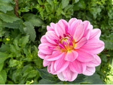 IMG 20160827 133201 HDR.jpg