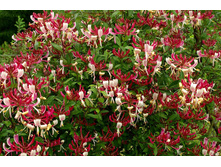 164���. ��������� �������� ���������.jpg