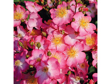 Rosa groundcover Juanita.jpg
