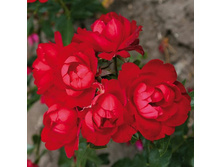 Rosa floribunda Milano.jpg