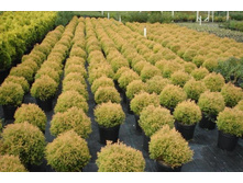 ��� Thuja occ. Rheingold P17(C2) 20-25 CM-5,59.jpg