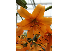 36,58���. ����� ���� �������(��� 5 ��. ���������� �� 2��.).jpg