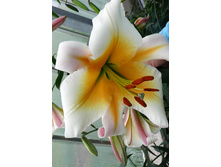 39,96���. ����� ���� ��������(��� 5 ��. ���������� �� 2��.).jpg