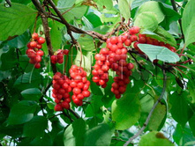 Schisandra chinensis Sadowa No1 �������� ��������� ������ № 1 2 ltr € 6,76 507,21�..jpg