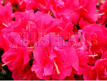 Azalea japonica Canzonetta ������ �������� ���������� -22�C 1 ltr 8-12 € 4,14 310,49�..jpg