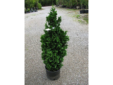��� Thuja occidentalis Zmatlik-102,50.jpg