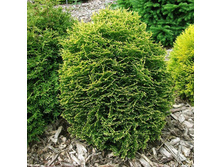 ��� Thuja occidentalis Waterfield-107,80.jpg