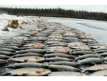 ����� ������.jpg