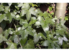 Hedera helix Bialystok ���� ������������ �������� 2 ltr € 4,74 355,33�..jpg