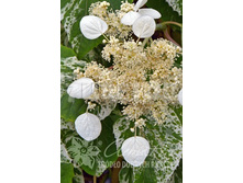 Schizophragma hydrangeoides BURST OF LIGHT ����������� ��������������� ����� �� ���� 2 ltr € 7,80 584,83�..jpg