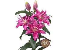 57,68���. ����� ROSELILY ������(�������� ���� �� 5 ��., ����������� ����� 1��.)���17.jpg