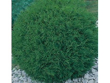 139,5���. ��� Thuja occidentalis Little Boy_P9 15-20.jpg