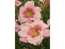 86,05���. �������� ������ �����(�������� ���� �� 2 ��., ����������� ����� 1��.)���16.jpg