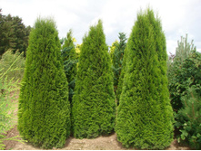 70,8���. ��� Thuja occidentalis Smaragd_P9 25-30.jpg