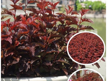 ������������� ����� ������-214.jpg