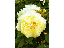 1522,6���. ���� ����� ������(�������� ���� �� 1 ��., ����������� ����� 1��.)���17.jpg