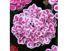 207���. ��������� �������������� ��� ���.jpg