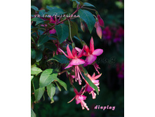 ������ Display