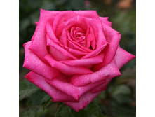 Rosa tea hybrid Duftrausch.jpg