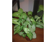 ��������� ���� ���������  (����� �������)