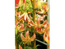 125,25���. ����� ������ �������(�������� ���� �� 2 ��., ����������� ����� 1��.).jpg