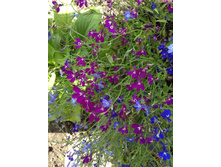 ������� ����