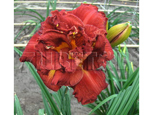 Hemerocallis Shelton Holliday �������� ������ �������� € 1,97 143,81���..jpg