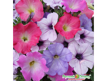 �. ������� ���������� ������ ������� ���. ���� ����� ������ �� ���������.jpeg