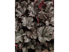 Heuchera Carnival Plum Crazy ������� �������� ���� ������ € 2,19 159,87���..jpg