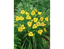 Hemerocallis Bakabana �������� �������� € 0,98 71,54���..jpg