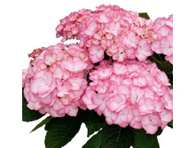 168���. ��������� �������������� ������� �������.jpg