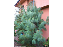 ����� Pinus wallichiana �9-92���.