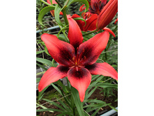 26,5���. ����� ������ ����(��� 7 ��. ���������� �� 2��.).jpg