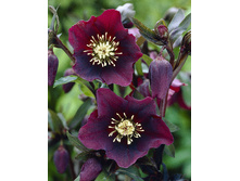 187,9���. �������� ��� ����(�������� ���� �� 1 ��., ����������� ����� 1��.).jpg