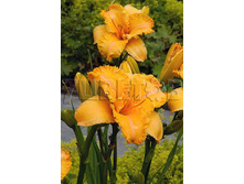 Hemerocallis Colonel Mustard �������� ������� ������� € 1,97 143,81���..jpg