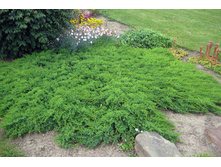 118,4���. ������������ Juniperus davurica Leningrad.jpg