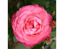 Rosa climbing Rosanna.jpg