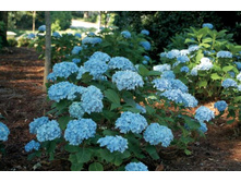 ��������� ���� ����� 226�