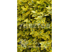 Euonymus fortunei Emerald n Gold ��������� ������� �������� � ���� 2 ltr € 3,91 293,46�..jpg