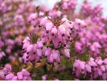 ����� �������� ������-161�.jpg