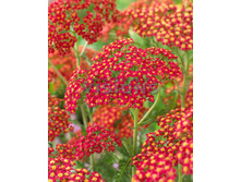 95,55���. ������������� Rainbow ������ ���(�������� ���� �� 2 ��., ����������� ����� 1��.)���16.jpg