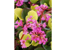 Bergenia Lunar Glow����� ����� ����€ 2,59 189,07 ₽.jpg