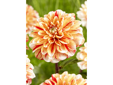 83,5���. �������� ������� ������(�������� ���� �� 1 ��., ����������� ����� 1��.)���17.jpg