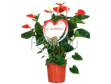 �������� ��� ������� 17�60. 817,67 ���.jpg